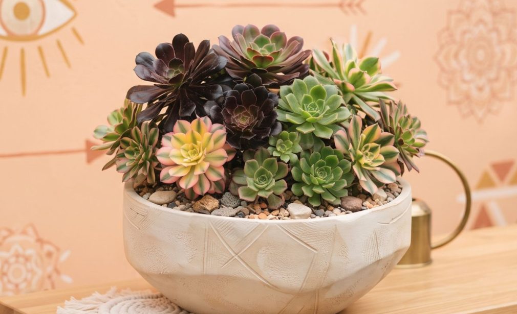 aeonium çiçekler